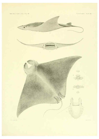 Reproducción/Reproduction 6001273001: The Plagiostomia : Sharks, skates, and rays Cambridge, U.S.A. :Printed for the Museum,1913