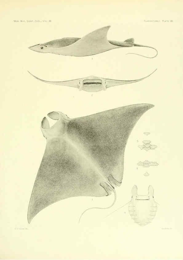Reproducción/Reproduction 6001273001: The Plagiostomia : Sharks, skates, and rays Cambridge, U.S.A. :Printed for the Museum,1913