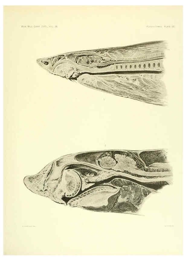Reproducción/Reproduction 6001821536: The Plagiostomia : Sharks, skates, and rays Cambridge, U.S.A. :Printed for the Museum,1913