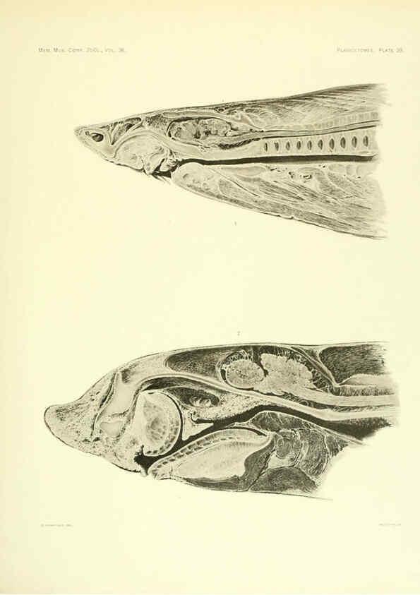 Reproducción/Reproduction 6001821536: The Plagiostomia : Sharks, skates, and rays Cambridge, U.S.A. :Printed for the Museum,1913