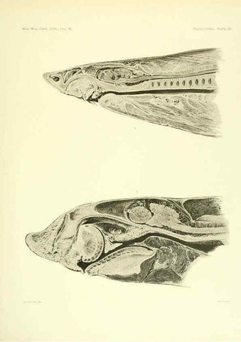 Reproducción/Reproduction 6001821536: The Plagiostomia : Sharks, skates, and rays Cambridge, U.S.A. :Printed for the Museum,1913