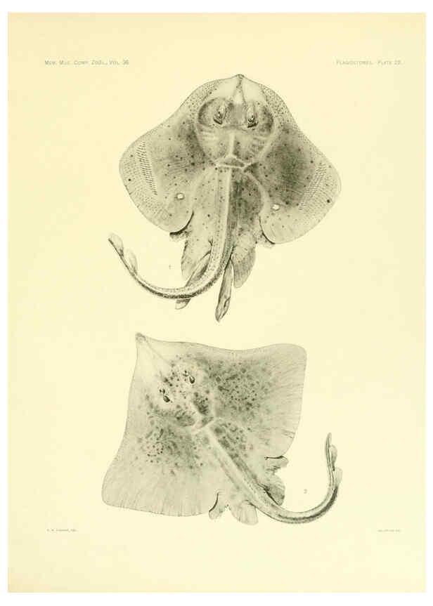 Reproducción/Reproduction 6001270363: The Plagiostomia : Sharks, skates, and rays Cambridge, U.S.A. :Printed for the Museum,1913