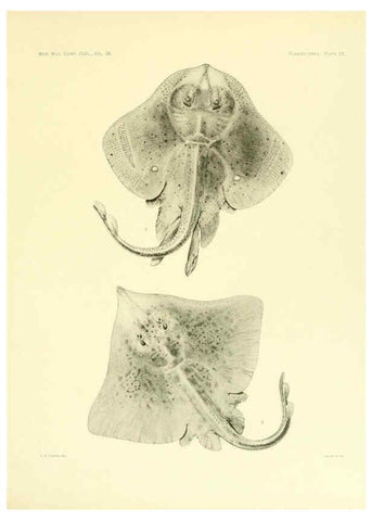 Reproducción/Reproduction 6001270363: The Plagiostomia : Sharks, skates, and rays Cambridge, U.S.A. :Printed for the Museum,1913