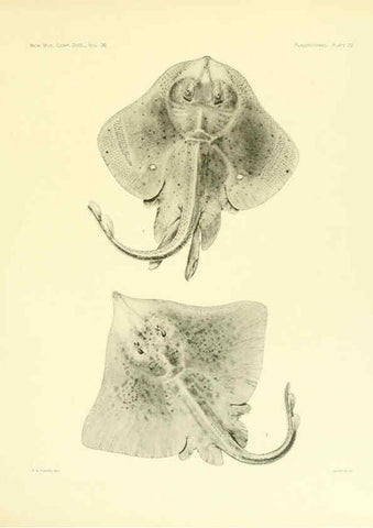 Reproducción/Reproduction 6001270363: The Plagiostomia : Sharks, skates, and rays Cambridge, U.S.A. :Printed for the Museum,1913
