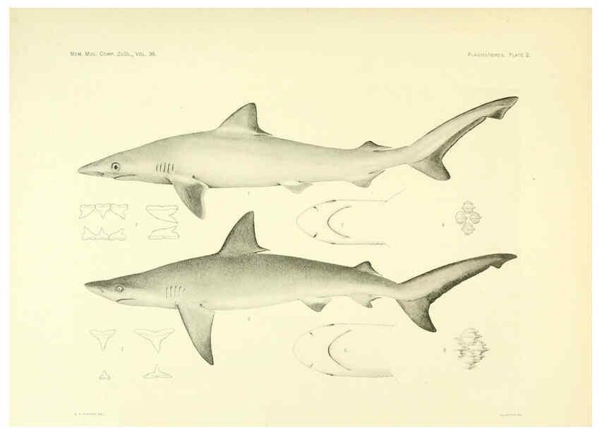 Reproducción/Reproduction 6001801156: The Plagiostomia : Sharks, skates, and rays Cambridge, U.S.A. :Printed for the Museum,1913