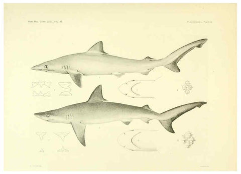 Reproducción/Reproduction 6001801156: The Plagiostomia : Sharks, skates, and rays Cambridge, U.S.A. :Printed for the Museum,1913