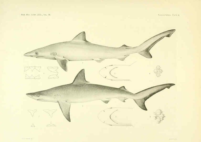 Reproducción/Reproduction 6001801156: The Plagiostomia : Sharks, skates, and rays Cambridge, U.S.A. :Printed for the Museum,1913