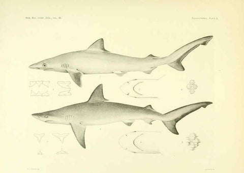 Reproducción/Reproduction 6001801156: The Plagiostomia : Sharks, skates, and rays Cambridge, U.S.A. :Printed for the Museum,1913