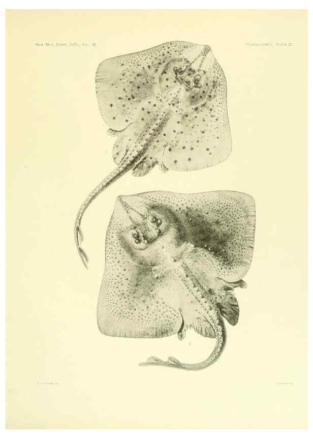 Reproducción/Reproduction 6001255791: The Plagiostomia : Sharks, skates, and rays Cambridge, U.S.A. :Printed for the Museum,1913