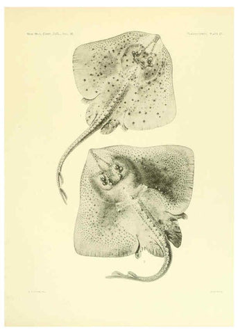 Reproducción/Reproduction 6001255791: The Plagiostomia : Sharks, skates, and rays Cambridge, U.S.A. :Printed for the Museum,1913