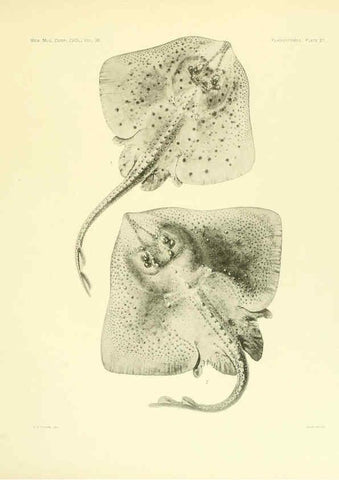 Reproducción/Reproduction 6001255791: The Plagiostomia : Sharks, skates, and rays Cambridge, U.S.A. :Printed for the Museum,1913
