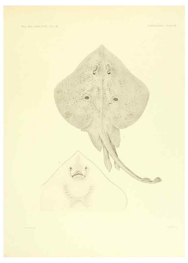 Reproducción/Reproduction 6001804134: The Plagiostomia : Sharks, skates, and rays Cambridge, U.S.A. :Printed for the Museum,1913