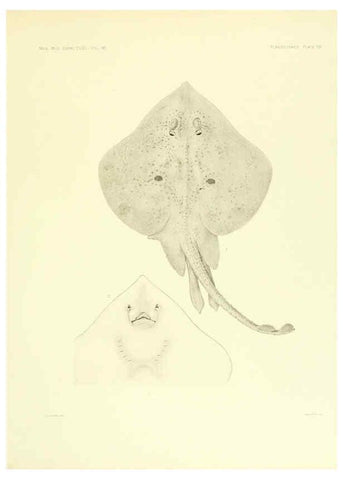 Reproducción/Reproduction 6001804134: The Plagiostomia : Sharks, skates, and rays Cambridge, U.S.A. :Printed for the Museum,1913