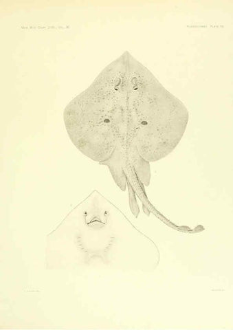 Reproducción/Reproduction 6001804134: The Plagiostomia : Sharks, skates, and rays Cambridge, U.S.A. :Printed for the Museum,1913