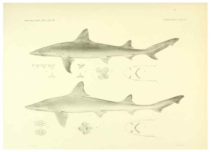 Reproducción/Reproduction 6001252831: The Plagiostomia : Sharks, skates, and rays Cambridge, U.S.A. :Printed for the Museum,1913
