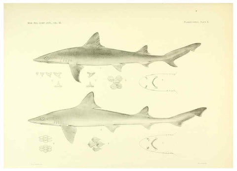 Reproducción/Reproduction 6001252831: The Plagiostomia : Sharks, skates, and rays Cambridge, U.S.A. :Printed for the Museum,1913