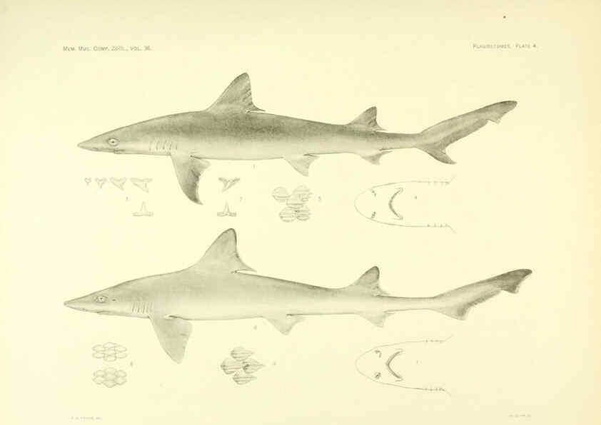 Reproducción/Reproduction 6001252831: The Plagiostomia : Sharks, skates, and rays Cambridge, U.S.A. :Printed for the Museum,1913
