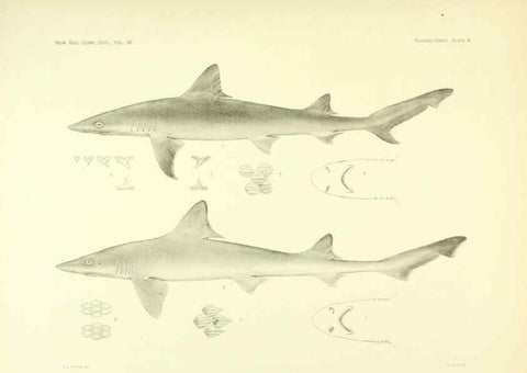 Reproducción/Reproduction 6001252831: The Plagiostomia : Sharks, skates, and rays Cambridge, U.S.A. :Printed for the Museum,1913