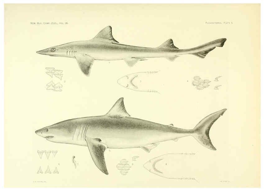Reproducción/Reproduction 6001252953: The Plagiostomia : Sharks, skates, and rays Cambridge, U.S.A. :Printed for the Museum,1913