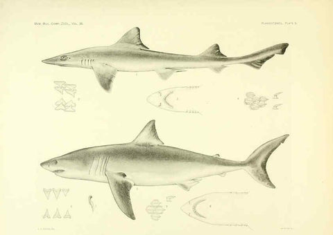Reproducción/Reproduction 6001252953: The Plagiostomia : Sharks, skates, and rays Cambridge, U.S.A. :Printed for the Museum,1913