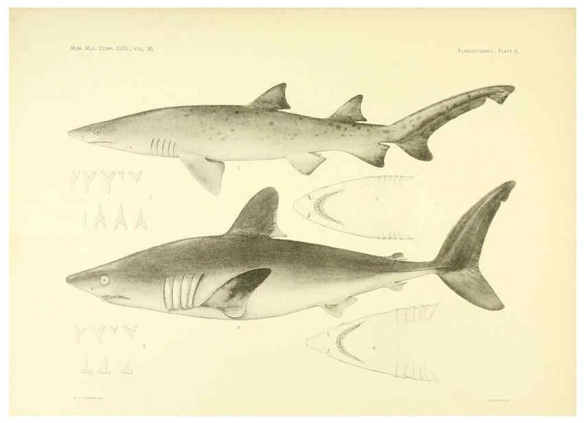 Reproducción/Reproduction 6001253059: The Plagiostomia : Sharks, skates, and rays Cambridge, U.S.A. :Printed for the Museum,1913