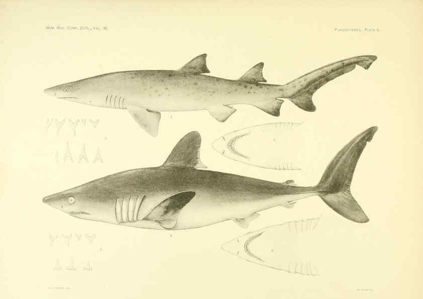 Reproducción/Reproduction 6001253059: The Plagiostomia : Sharks, skates, and rays Cambridge, U.S.A. :Printed for the Museum,1913