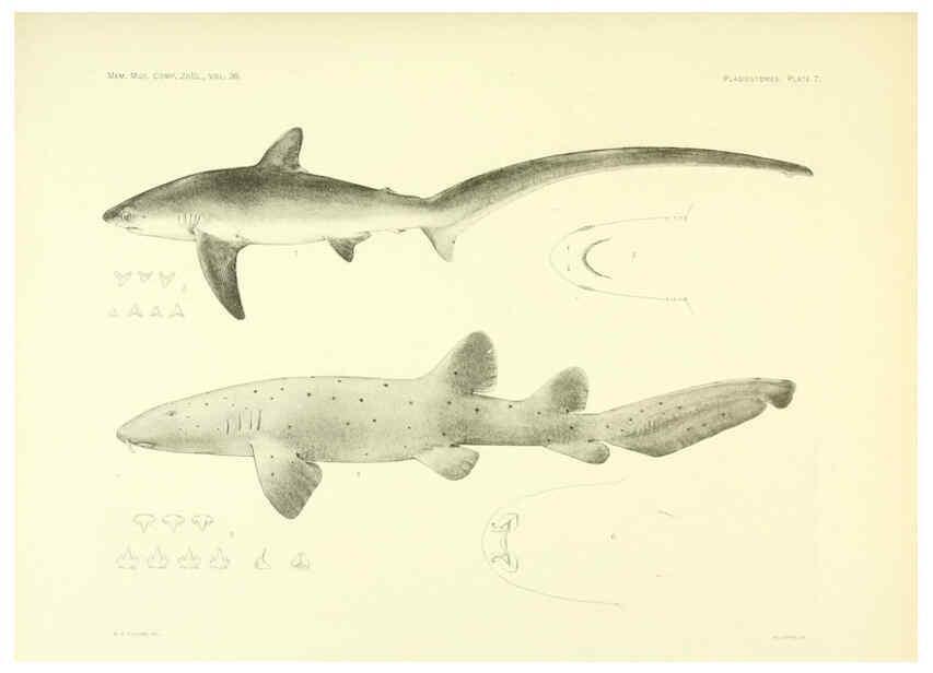 Reproducción/Reproduction 6001253185: The Plagiostomia : Sharks, skates, and rays Cambridge, U.S.A. :Printed for the Museum,1913