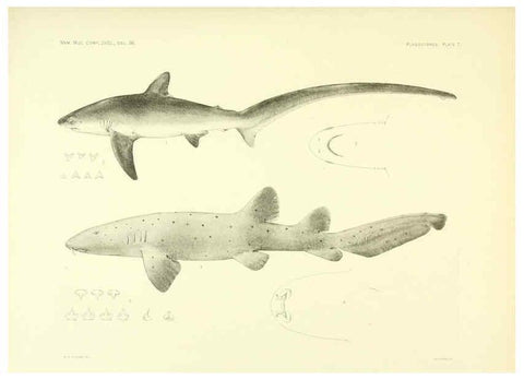 Reproducción/Reproduction 6001253185: The Plagiostomia : Sharks, skates, and rays Cambridge, U.S.A. :Printed for the Museum,1913