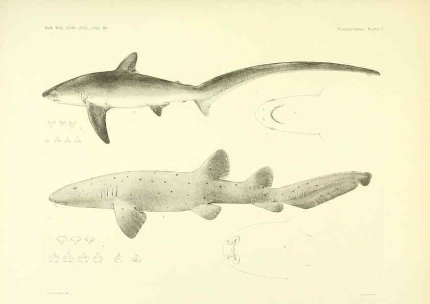 Reproducción/Reproduction 6001253185: The Plagiostomia : Sharks, skates, and rays Cambridge, U.S.A. :Printed for the Museum,1913