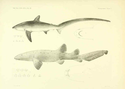 Reproducción/Reproduction 6001253185: The Plagiostomia : Sharks, skates, and rays Cambridge, U.S.A. :Printed for the Museum,1913