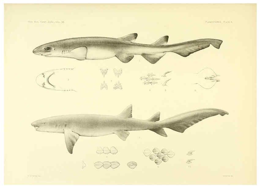 Reproducción/Reproduction 6001253307: The Plagiostomia : Sharks, skates, and rays Cambridge, U.S.A. :Printed for the Museum,1913