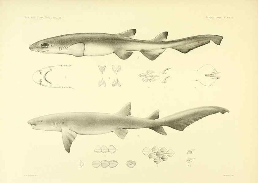 Reproducción/Reproduction 6001253307: The Plagiostomia : Sharks, skates, and rays Cambridge, U.S.A. :Printed for the Museum,1913