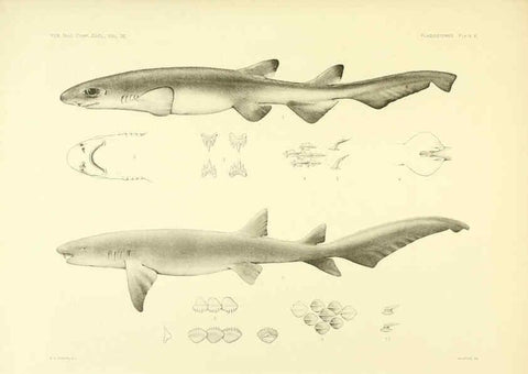 Reproducción/Reproduction 6001253307: The Plagiostomia : Sharks, skates, and rays Cambridge, U.S.A. :Printed for the Museum,1913