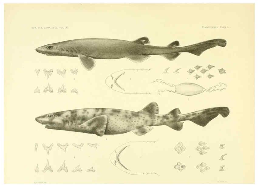 Reproducción/Reproduction 6001802106: The Plagiostomia : Sharks, skates, and rays Cambridge, U.S.A. :Printed for the Museum,1913