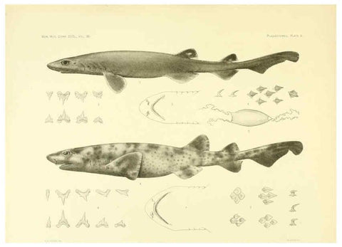 Reproducción/Reproduction 6001802106: The Plagiostomia : Sharks, skates, and rays Cambridge, U.S.A. :Printed for the Museum,1913