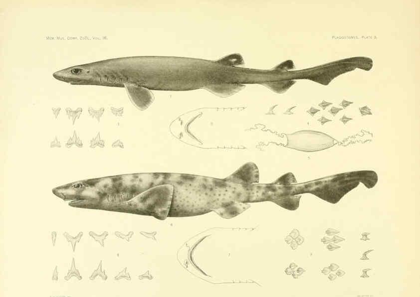 Reproducción/Reproduction 6001802106: The Plagiostomia : Sharks, skates, and rays Cambridge, U.S.A. :Printed for the Museum,1913