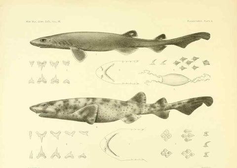 Reproducción/Reproduction 6001802106: The Plagiostomia : Sharks, skates, and rays Cambridge, U.S.A. :Printed for the Museum,1913