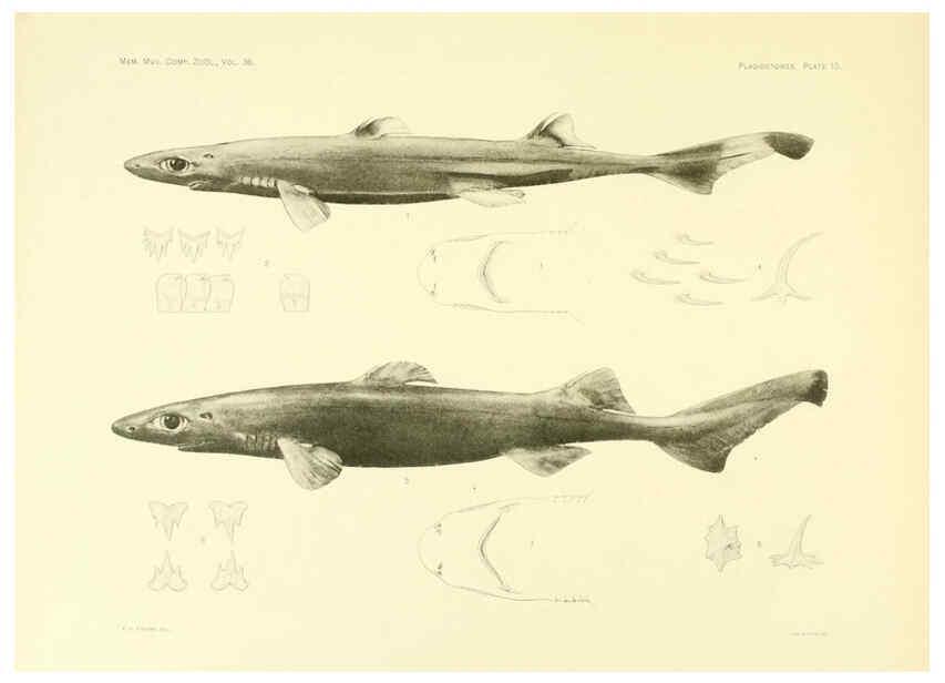 Reproducción/Reproduction 6001253595: The Plagiostomia : Sharks, skates, and rays Cambridge, U.S.A. :Printed for the Museum,1913