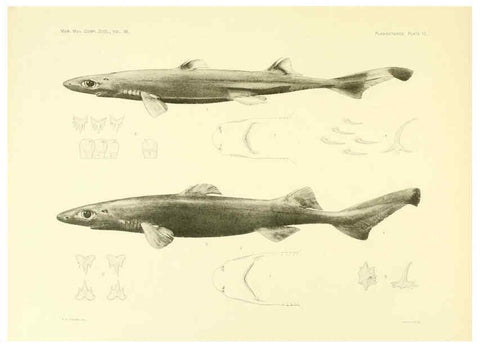 Reproducción/Reproduction 6001253595: The Plagiostomia : Sharks, skates, and rays Cambridge, U.S.A. :Printed for the Museum,1913