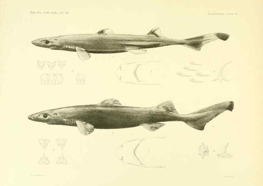 Reproducción/Reproduction 6001253595: The Plagiostomia : Sharks, skates, and rays Cambridge, U.S.A. :Printed for the Museum,1913