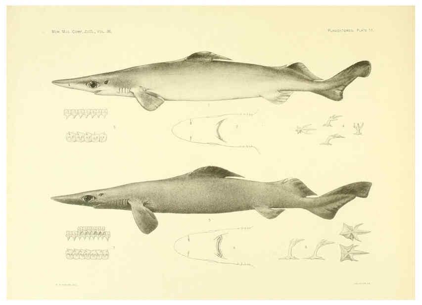 Reproducción/Reproduction 6001802374: The Plagiostomia : Sharks, skates, and rays Cambridge, U.S.A. :Printed for the Museum,1913