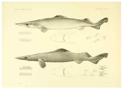Reproducción/Reproduction 6001802374: The Plagiostomia : Sharks, skates, and rays Cambridge, U.S.A. :Printed for the Museum,1913