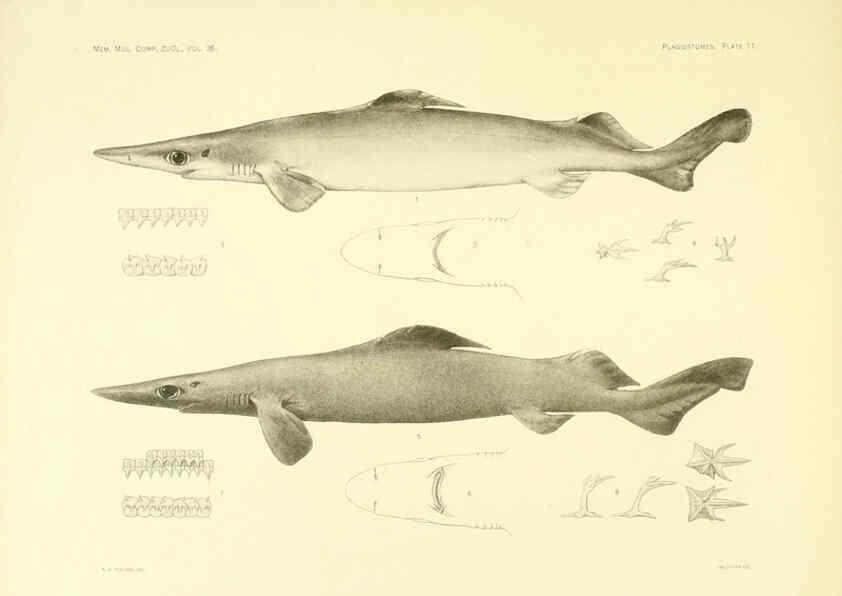 Reproducción/Reproduction 6001802374: The Plagiostomia : Sharks, skates, and rays Cambridge, U.S.A. :Printed for the Museum,1913