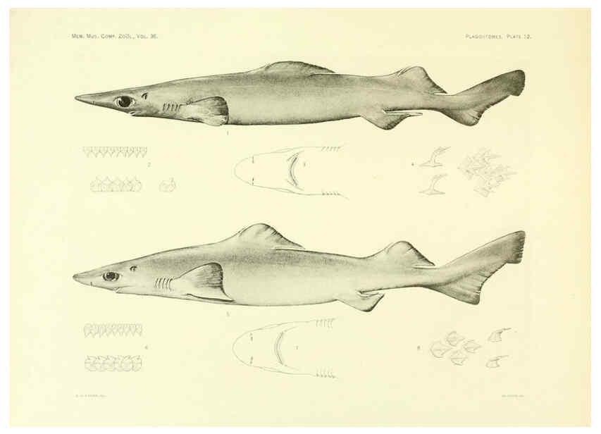 Reproducción/Reproduction 6001802606: The Plagiostomia : Sharks, skates, and rays Cambridge, U.S.A. :Printed for the Museum,1913