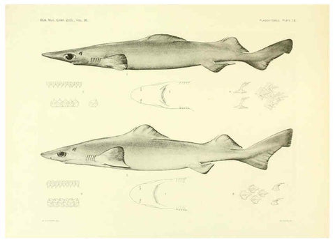 Reproducción/Reproduction 6001802606: The Plagiostomia : Sharks, skates, and rays Cambridge, U.S.A. :Printed for the Museum,1913