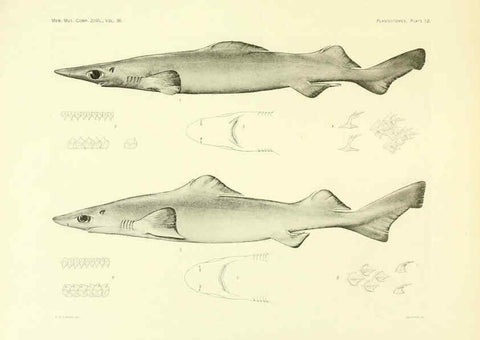 Reproducción/Reproduction 6001802606: The Plagiostomia : Sharks, skates, and rays Cambridge, U.S.A. :Printed for the Museum,1913