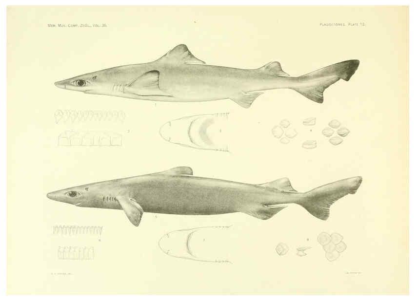Reproducción/Reproduction 6001802808: The Plagiostomia : Sharks, skates, and rays Cambridge, U.S.A. :Printed for the Museum,1913