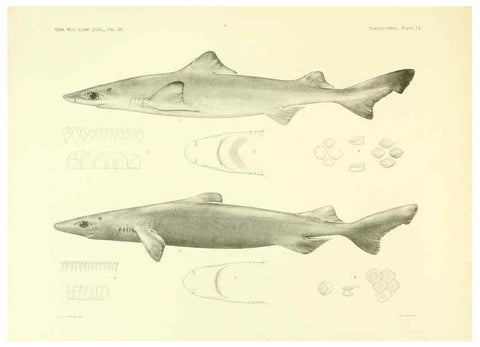 Reproducción/Reproduction 6001802808: The Plagiostomia : Sharks, skates, and rays Cambridge, U.S.A. :Printed for the Museum,1913