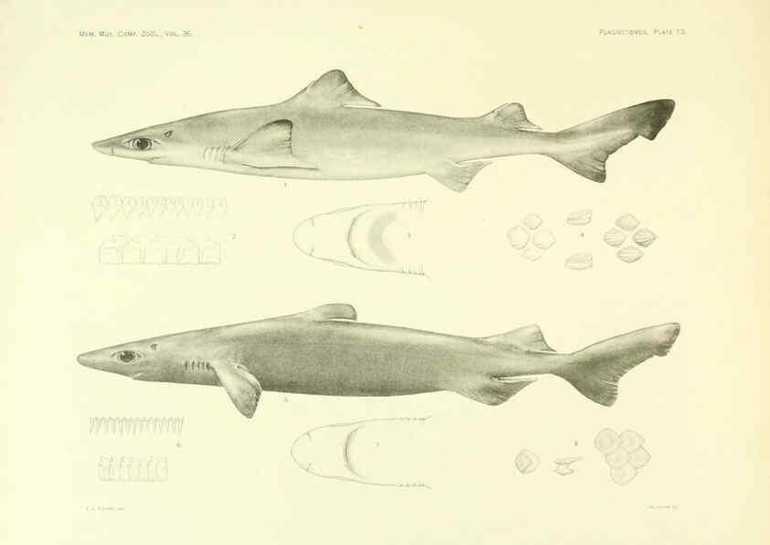 Reproducción/Reproduction 6001802808: The Plagiostomia : Sharks, skates, and rays Cambridge, U.S.A. :Printed for the Museum,1913