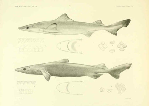 Reproducción/Reproduction 6001802808: The Plagiostomia : Sharks, skates, and rays Cambridge, U.S.A. :Printed for the Museum,1913